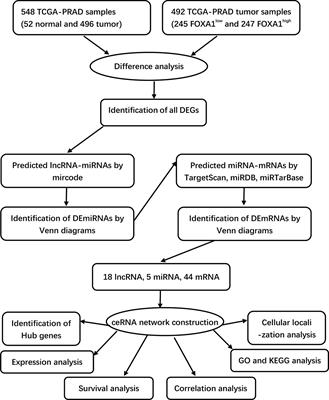 Comprehensive analysis of the FOXA1-related ceRNA network and identification of the MAGI2-AS3/DUSP2 axis as a prognostic biomarker in prostate cancer